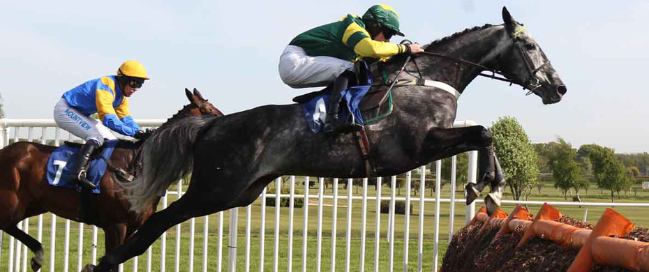 horse7