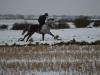 snow-418